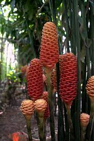 Karena tanah dan iklim yang cocok. Bunga Merah Zingiber Spectabile Yang Menawan Berbagi Tak Pernah Rugi