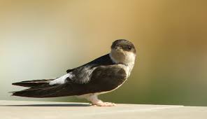 Welche Gebaudebruter Gibt Es Bei Ihnen Unterm Dach Zu Finden