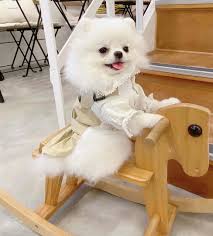 The id card is great documentation, in addition to your vest, that you have a service animal and are covered under the ada. White Pomeranian The Cutest Pomeranian Cotton Balls