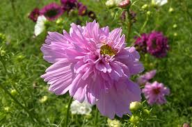 Rritja E Fidaneve Te Luleve Flowersfare Lulesh Dhe Si Jane Rritur Nga Fidanet Rekomandimet Me Te Mira Per Nje Kopsht Luksoz Mbjellja E Fidaneve Te Luleve