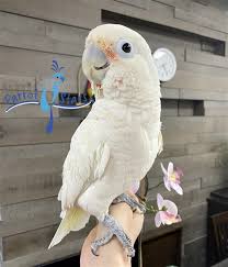 100% free for both buyers & sellers. Goffin Cockatoo For Sale