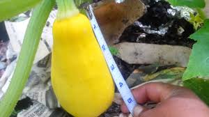 Maybe you would like to learn more about one of these? How Do I Know When To Harvest My Yellow Squash Youtube