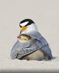Pin By Meryem Kaya On Muhtesem Canlilar In 2020 Funny Bird Pictures Funny Birds Pet Birds