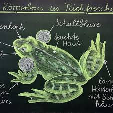 Ich Wollte Euch Hier Noch Das Fertige Tafelbild Zur Heutigen Sachunterrichtsstunde Zeigen Zu Sehen Ist Der Teichfro Grundschullehrer Tafelbild