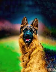 1206x2622px, 2K free download | German Shepherd, cool, dog, loving, smart,  HD phone wallpaper | Peakpx