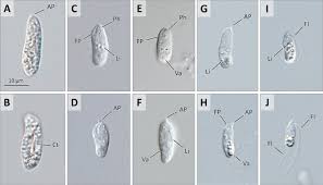 Image result for Isonema