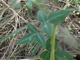 Image result for Desmodium uncinatum