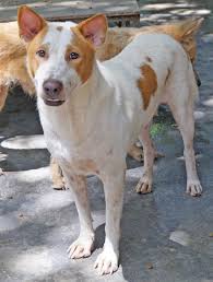 Several places were found that match your search criteria. Animals Looking For Sponsor Dog And Cat Rescue Samui Foundation