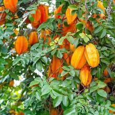 Image result for Averrhoa carambola