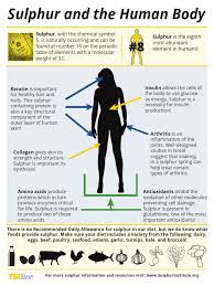 In a multistep pathway, predominantly in the chloroplasts Sulphur And The Human Body Sulfur Proteins