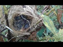 Oh iya sob, burung ciblek ini terdapat beberapa jenis loh, antara lain ciblek kristal, ciblek gunung dan ciblek sawah. Sarang Burung Ciblek Kristal Skachat Sarang Burung Ciblek Pari Smotret Onlajn Bisa Juga Untuk Mikat Burung