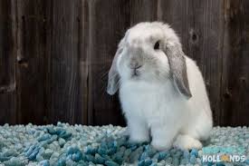 You can find some nice show quality and pet quality bunnies for sale from the following breeders. Holland Lop Color Chart Holland Lop Rabbit Colors Ohio Holland Lops Rabbit Colors Pet Bunny Rabbits Pet Bunny
