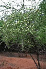 Image result for Catunaregam