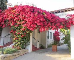 Amend it with organic matter to allow nutrients to easily reach the roots. Bougainvillea Pink Live Plant Shrigram Organics