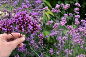 Image result for foto verbena