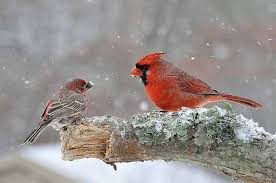 Birds Blooms Magazine Review Helping Birds In Winter Birding Basics Birds Blooms Cardinal Birds Bird Pet Birds