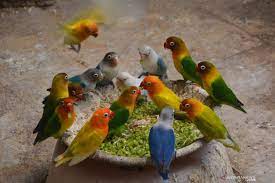Jenis burung lovebird atau burung cinta adalah salah satu burung dari sembilan jenis spesies genus agapornis. Ternak Burung Lovebird Di Jombang Antara News