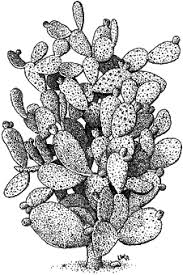 Very nice prickly pear cactus tattoo by annie mess. Prickly Pear Cactus Stock Art Illustration Cactus Illustration Cactus Drawing Prickly Pear