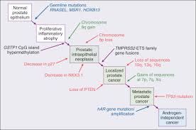 The nccn guidelines for prostate cancer include recommendations regarding diagnosis, risk stratification and workup, treatment options for localized disease, and … Prostate Cancer Sciencedirect