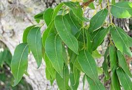 Daun ketumbar adalah rempah yang kaya akan manfaat. 10 Contoh Daun Menyirip Ciri Dan Gambarnya Lengkap Ruangbiologi Co Id