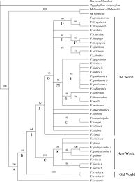 Image result for Fagonia isotricha