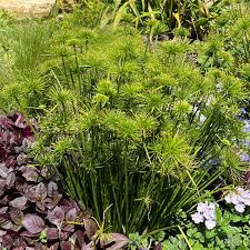 Image result for Cyperus tenax