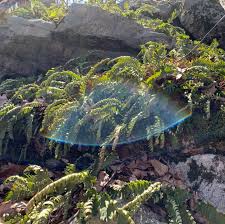 Image result for Fern Green 1952 Chrysler