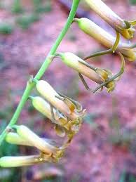 Image result for Dipcadi viride