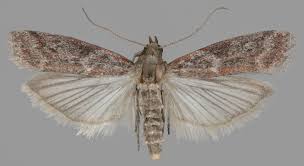 Image result for Cryptoblabes bistriga
