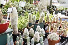 Anderson lane austin, tx 78752. Best Plant And Gardening Stores In Austin 365 Things Austin