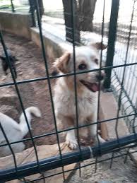 bodrum hayvan barinagi kopek sahiplendirme