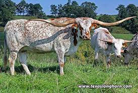 Texas Longhorn Cattle For Fun And Enjoyment Dickinson Cattle Co