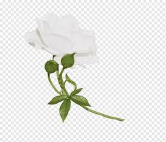 Bush png & psd images with full transparency. Flowers Garden Roses Painting Cabbage Rose White Rose Of York 2018 Rose Family Plant Garden Roses Painting Cabbage Rose Png Pngwing