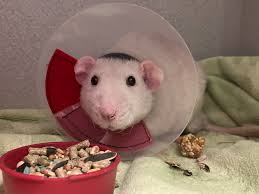 Fundraiser by Francesca Troiani : Urgent Help for Scooter's Recovery