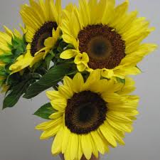 Annuals are typically either grown from seed or as a vegetative plant from a cutting. Gaudreau The Florist Ltd Home Facebook