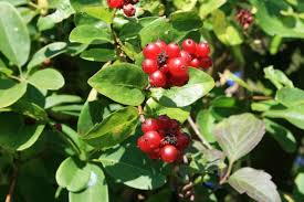 Gemeine Heckenkirsche Rote Heckenkirsche Lonicera Xylosteum Heckenkirsche Kirschen Hecke