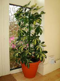 Musanga cecropioides, the african corkwood. Umbrella Plant Schefflera Heptapleurum Guide Our House Plants