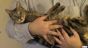 Catsparella 100 Ways To Love A Cat Ways 1 100