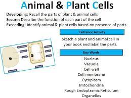Plant and animal cells ks3 tes. Gcse Biology Animal And Plant Cells Lesson 7 Teaching Resources