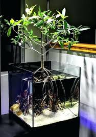Mangrove Plants In Saltwater Aquarium Saltwater Aquarium With A Mangrove Tree Growing In It All You Need Is Some J Aquarium Aquarium Design Indoor Water Garden