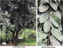 Image result for Bridelia atroviridis