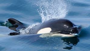 Orcas blamed for disappearance of s.africa great white sharks. Orcas Or Killer Whales Orca Guardians Iceland