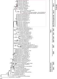 Image result for Lactuca imbricata