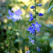 Bellflowers Tall American Bellflower Campanula Americana Campanula Wild Flowers Bellflower