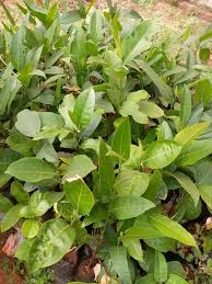 Image result for Vitex payos