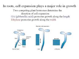 Cellular basis of growth plant growth results from a combination of three processes at the cellular level. Cell Expansion Plays A Major Role In Growth
