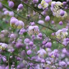 Image result for Thalictrum