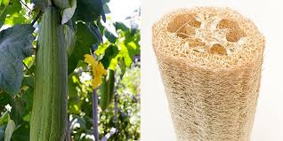 How To Grow Your Own Loofah Sponge Tips For Growing Luffa Gourd Plants