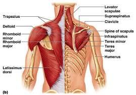 See more ideas about muscle names, workout, fitness tips. Http Ksumsc Com Download Center Archive 1st 434 2 Musculoskeletal 20block Team 20work Anatomy 5 Muscles 20of 20the 20back Pdf