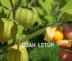 Aku x sure apa nama pokok ni. Anim Agro Technology Buah Letup Ciplukan